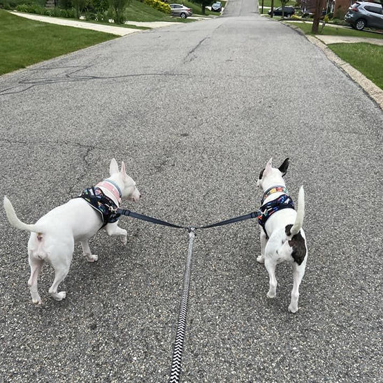 Laisse double chien | Crapette - TOUTOU VOYAGEUR