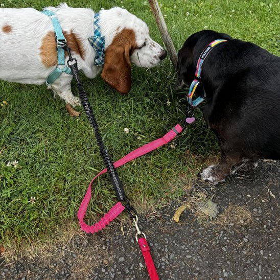 Laisse double pour chien | Max&Math - TOUTOU VOYAGEUR