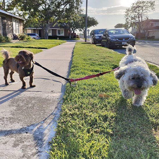Laisse double pour chien | Max&Math - TOUTOU VOYAGEUR