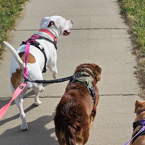 Laisse double pour chien | Max&Math - TOUTOU VOYAGEUR