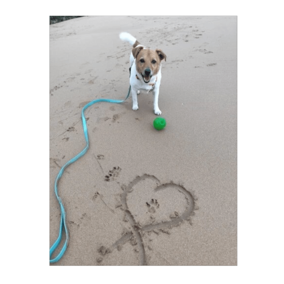 Laisse pour chien | DogWin - TOUTOU VOYAGEUR