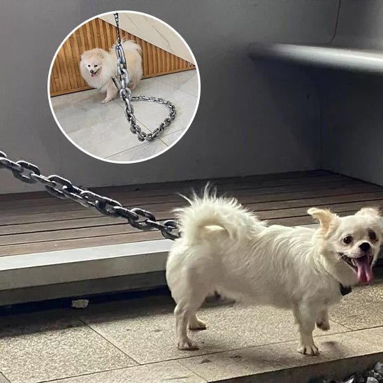 laisses pour chien | Chaîne - TOUTOU VOYAGEUR