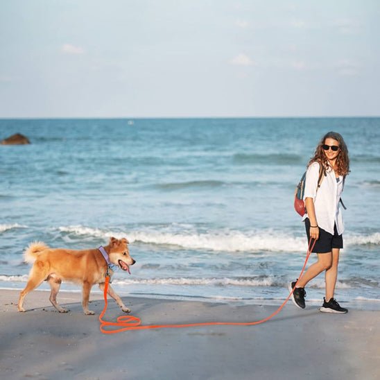 Longe chien | Pongo - TOUTOU VOYAGEUR