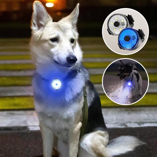 NightStar™ : Le Pendentif LED Idéal Pour Un Collier Lumineux Pour Chien - TOUTOU VOYAGEUR