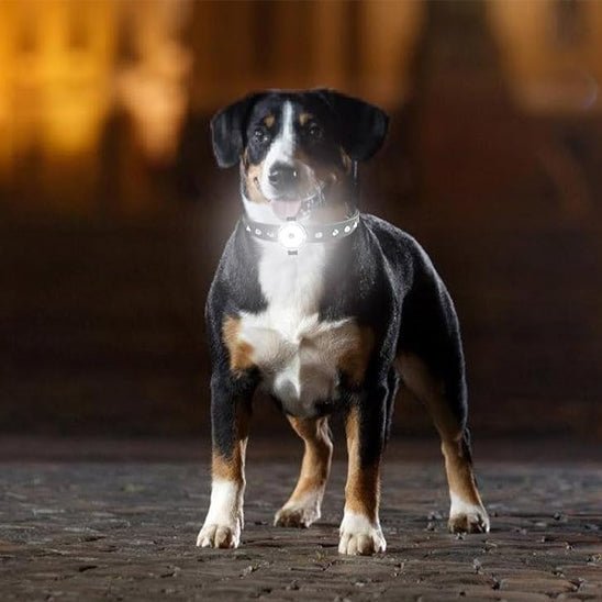 NightStar™ : Le Pendentif LED Idéal Pour Un Collier Lumineux Pour Chien - TOUTOU VOYAGEUR