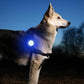 NightStar™ : Le Pendentif LED Idéal Pour Un Collier Lumineux Pour Chien - TOUTOU VOYAGEUR