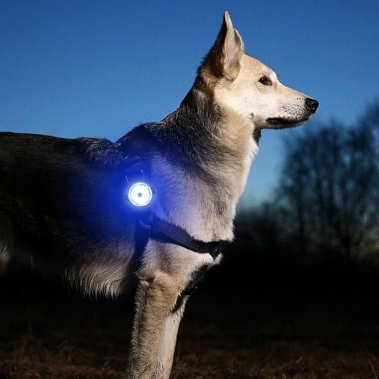 NightStar™ : Le Pendentif LED Idéal Pour Un Collier Lumineux Pour Chien - TOUTOU VOYAGEUR