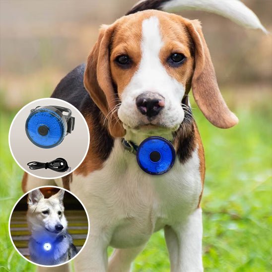 NightStar™ : Le Pendentif LED Idéal Pour Un Collier Lumineux Pour Chien - TOUTOU VOYAGEUR