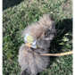 Harnais petit chien | Piccolo