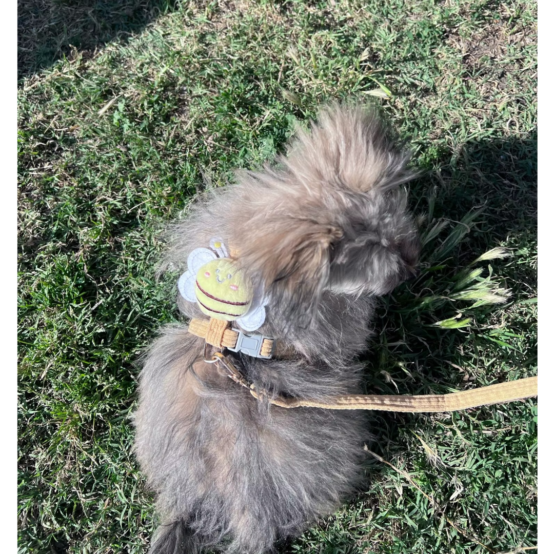 Harnais petit chien | Piccolo