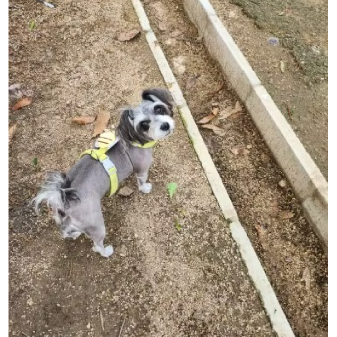 Harnais petit chien | Piccolo