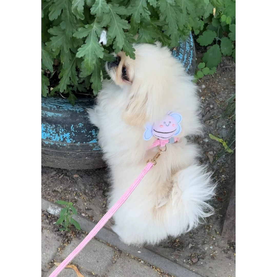 Harnais petit chien | Piccolo