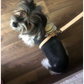 Harnais petit chien | Piccolo