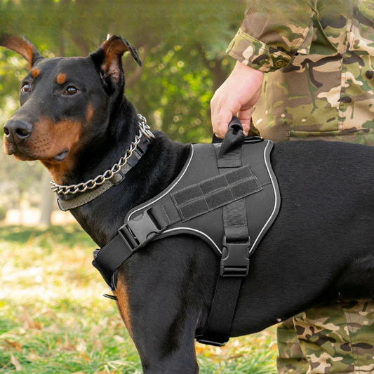 Chien  harnais | Tactic