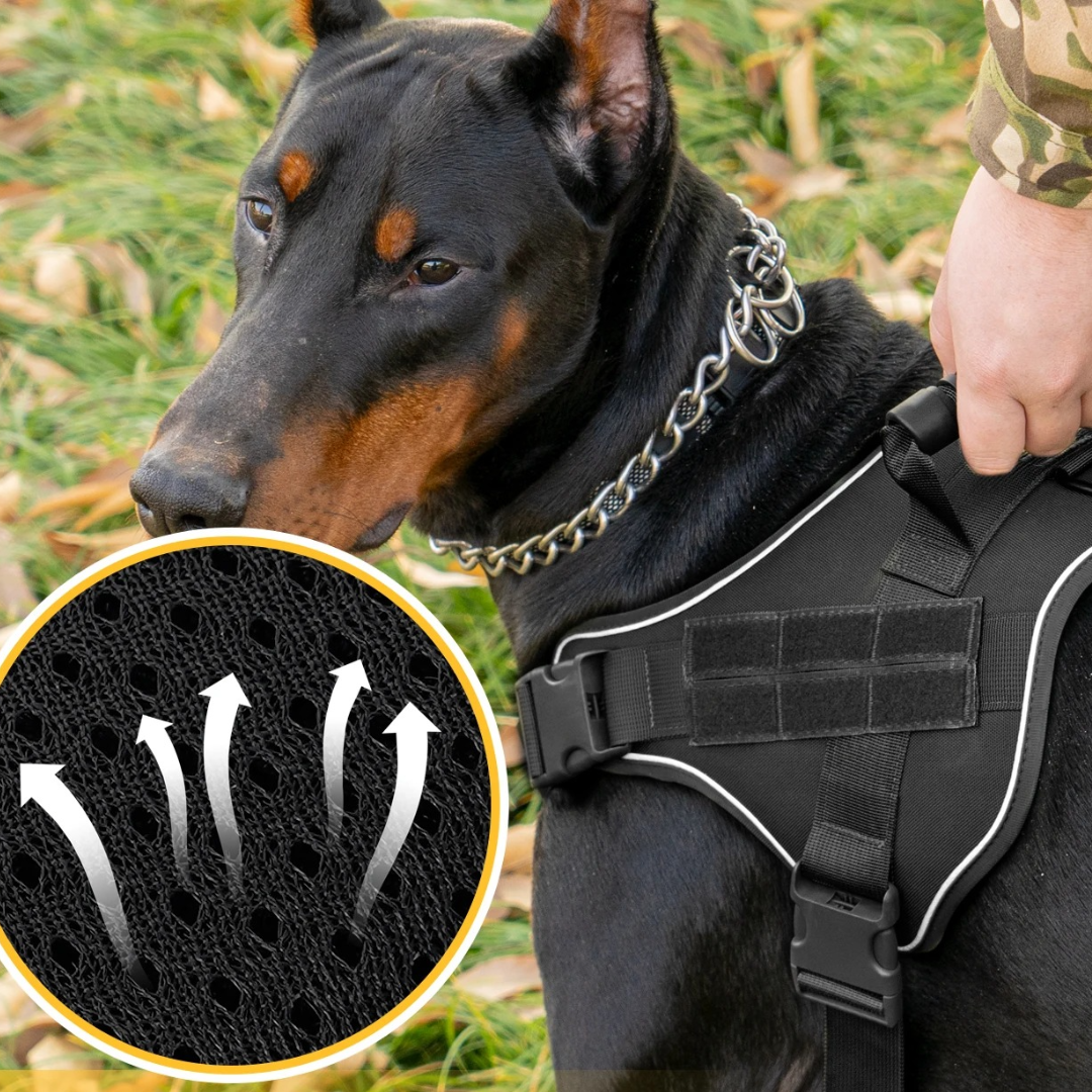 Chien  harnais | Tactic